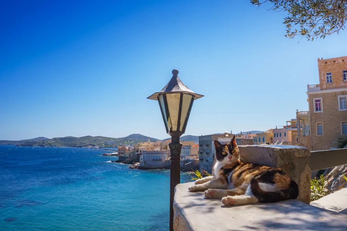 fltos cica pihen a szíroszi tengerparton egy kövön, mögötte a város tengerparti házai.