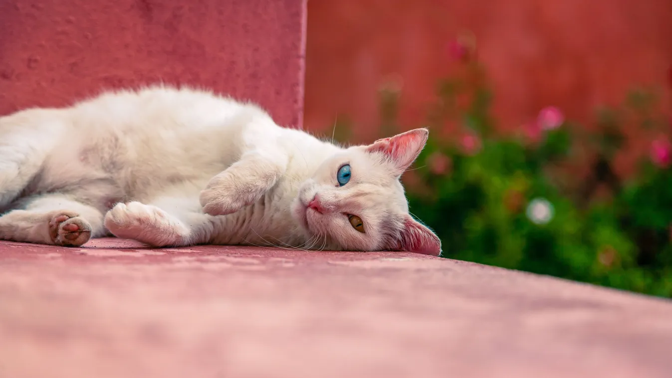 A görögrszági Sziroszon vár az álommunka: menhelyi cicákról kell gondoskodni.