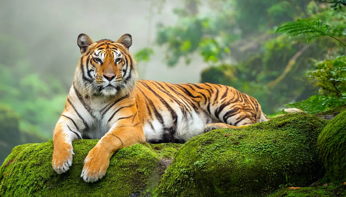 Tigris a vadonban a személyiségtesztben.