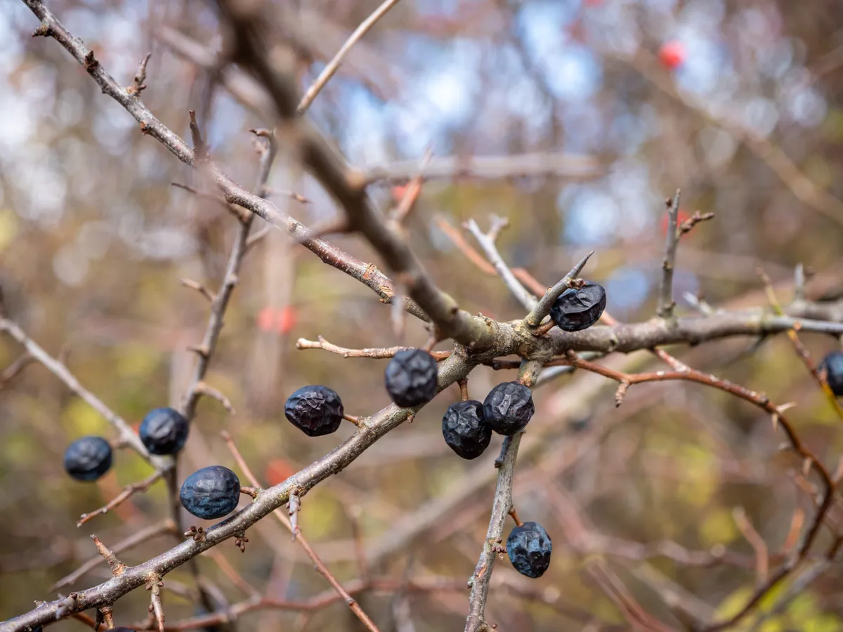 A bogyók miután megcsípte őket az első dér, a kökény gyógyhatása a népgyógyászatban régóta ismert.