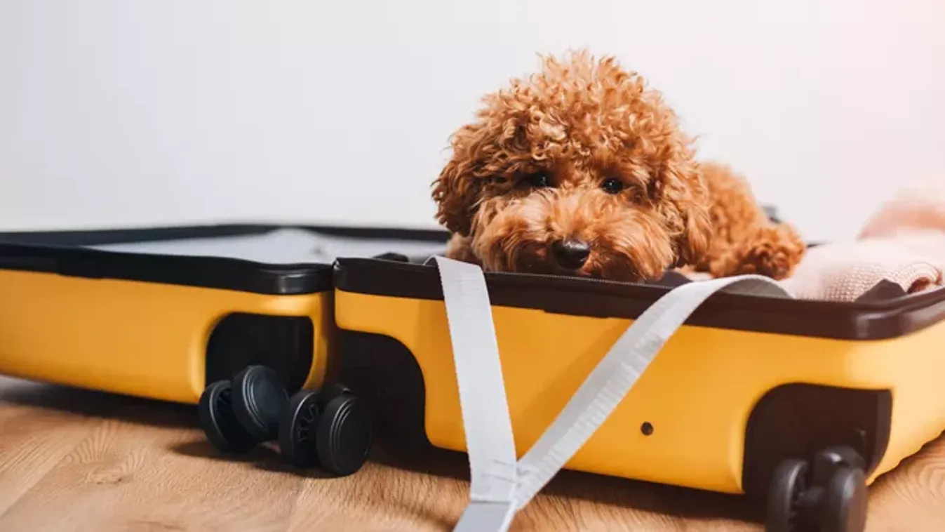 Kutyák, macskák mint feladott poggyászok? Erre figyelj, ha kis kedvenced is veled repül