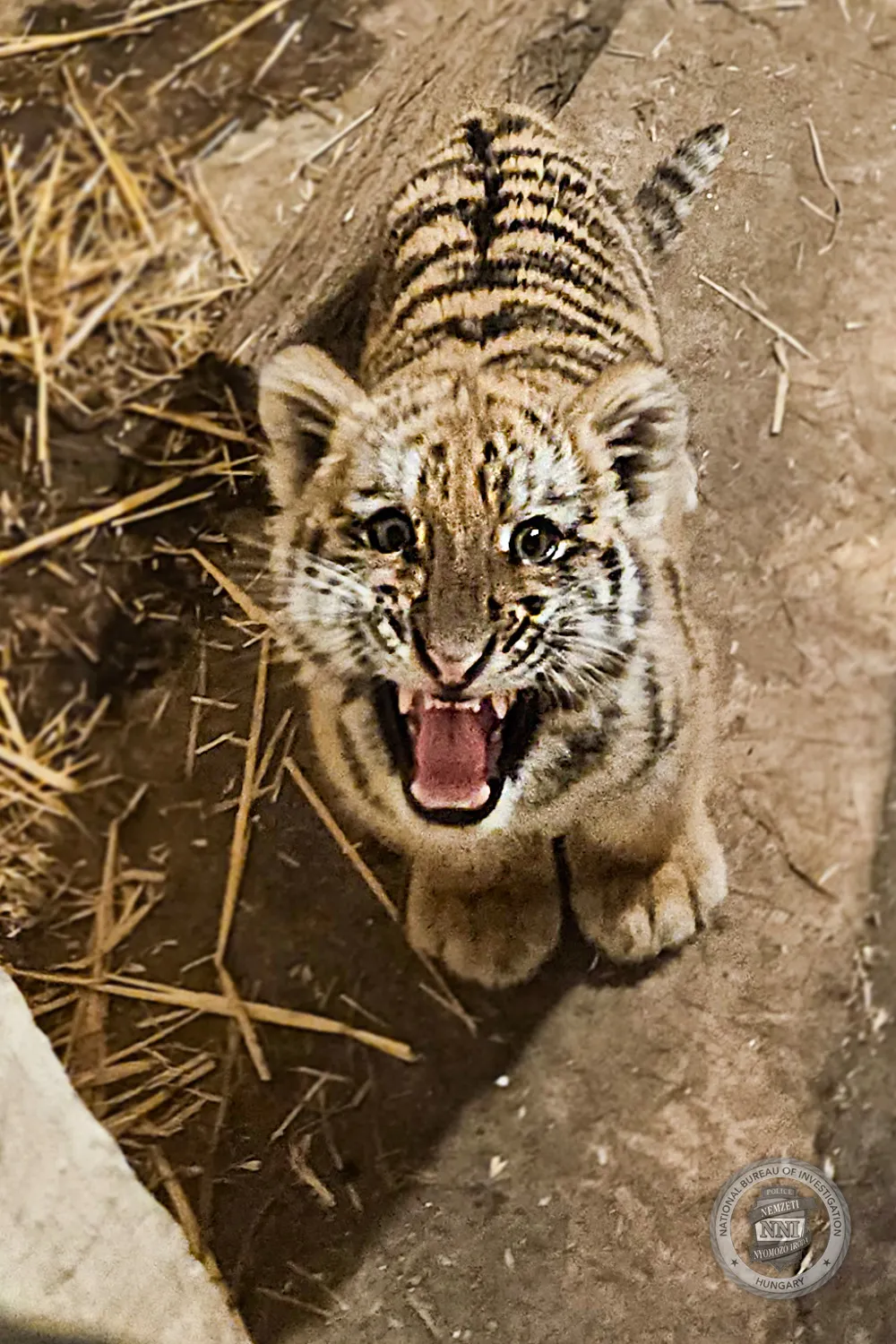  tigrist találtak egy tiszafüredi házban.
