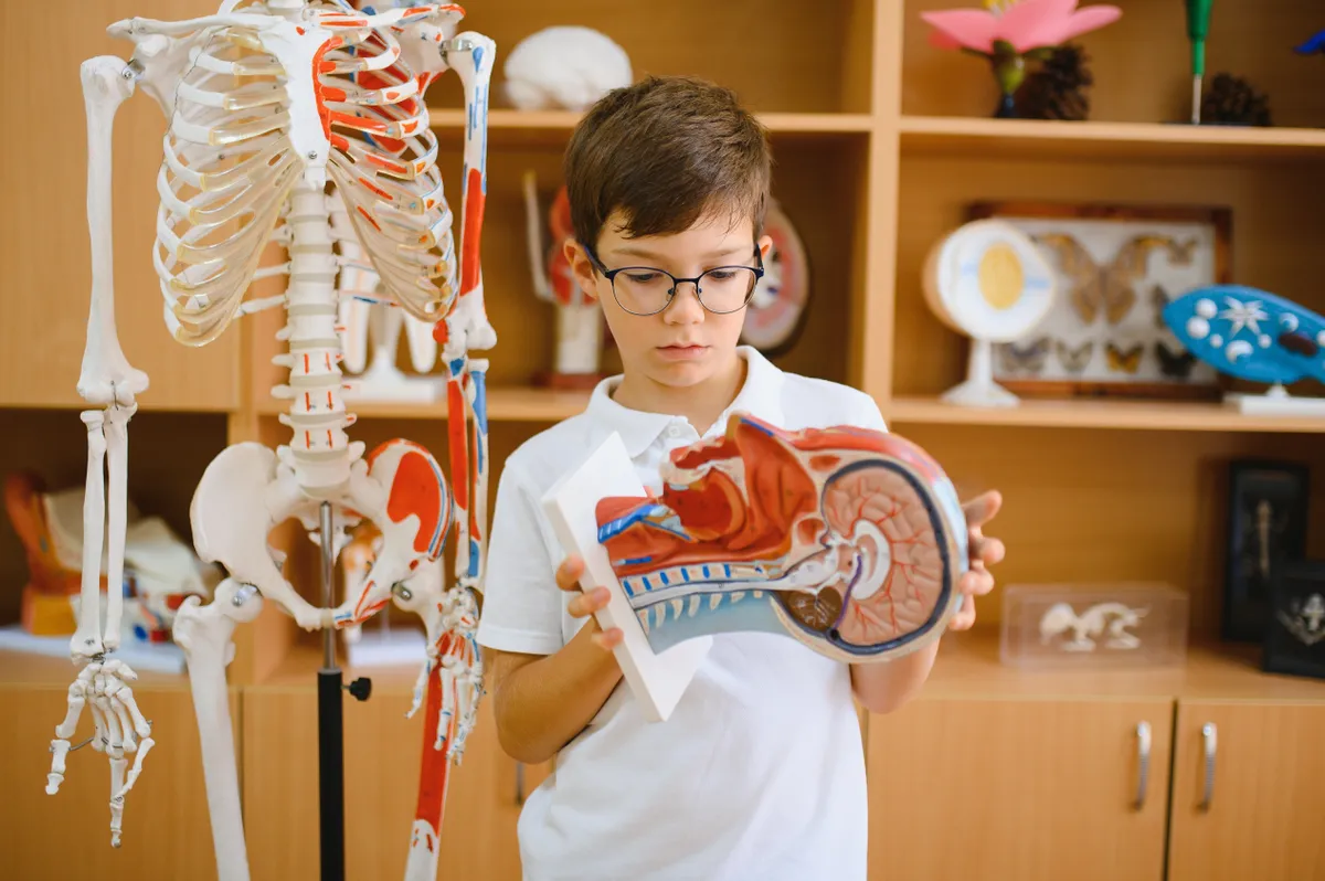 Egy fiú műanyag csontvázzal a kezében, a személyiségteszt kérdésére ő biztosan a biológiát választaná.