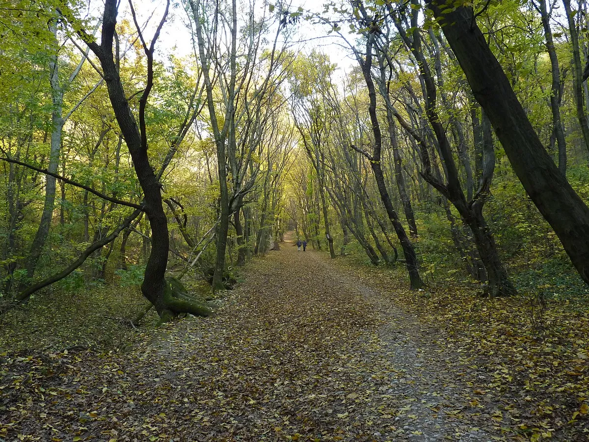 A Remete-szurdok egyik ösvénye ősszel.