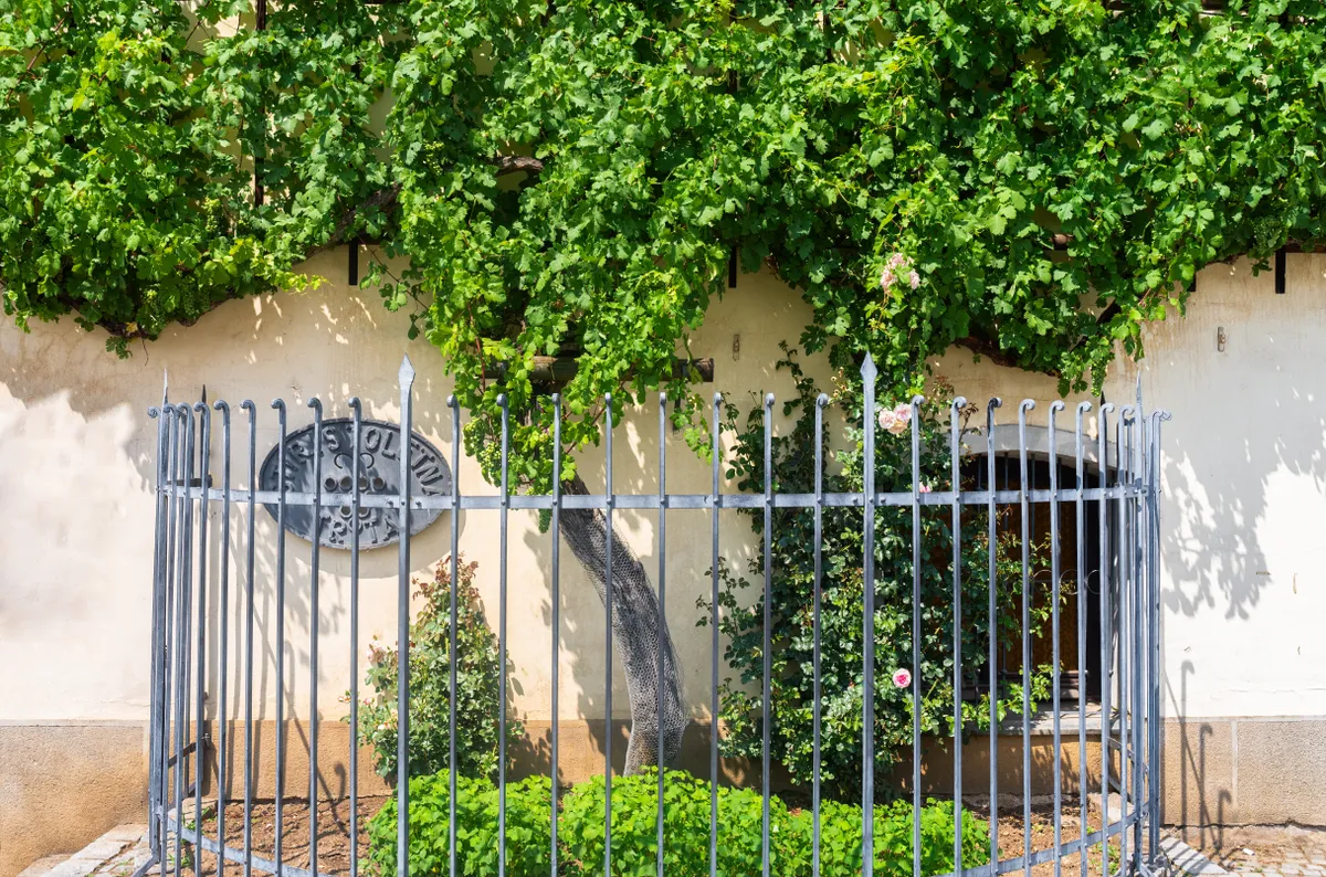 Szlovénia látnivalói közt található a világ legősibb, ma is termő szőlőtőkéje.