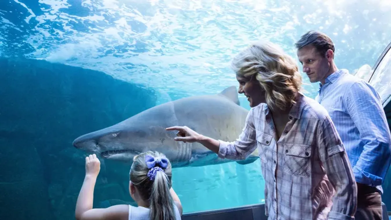 Téli program gyerekekkel: 5 akvárium, ahol testközelből láthatsz cápákat és különleges halakat