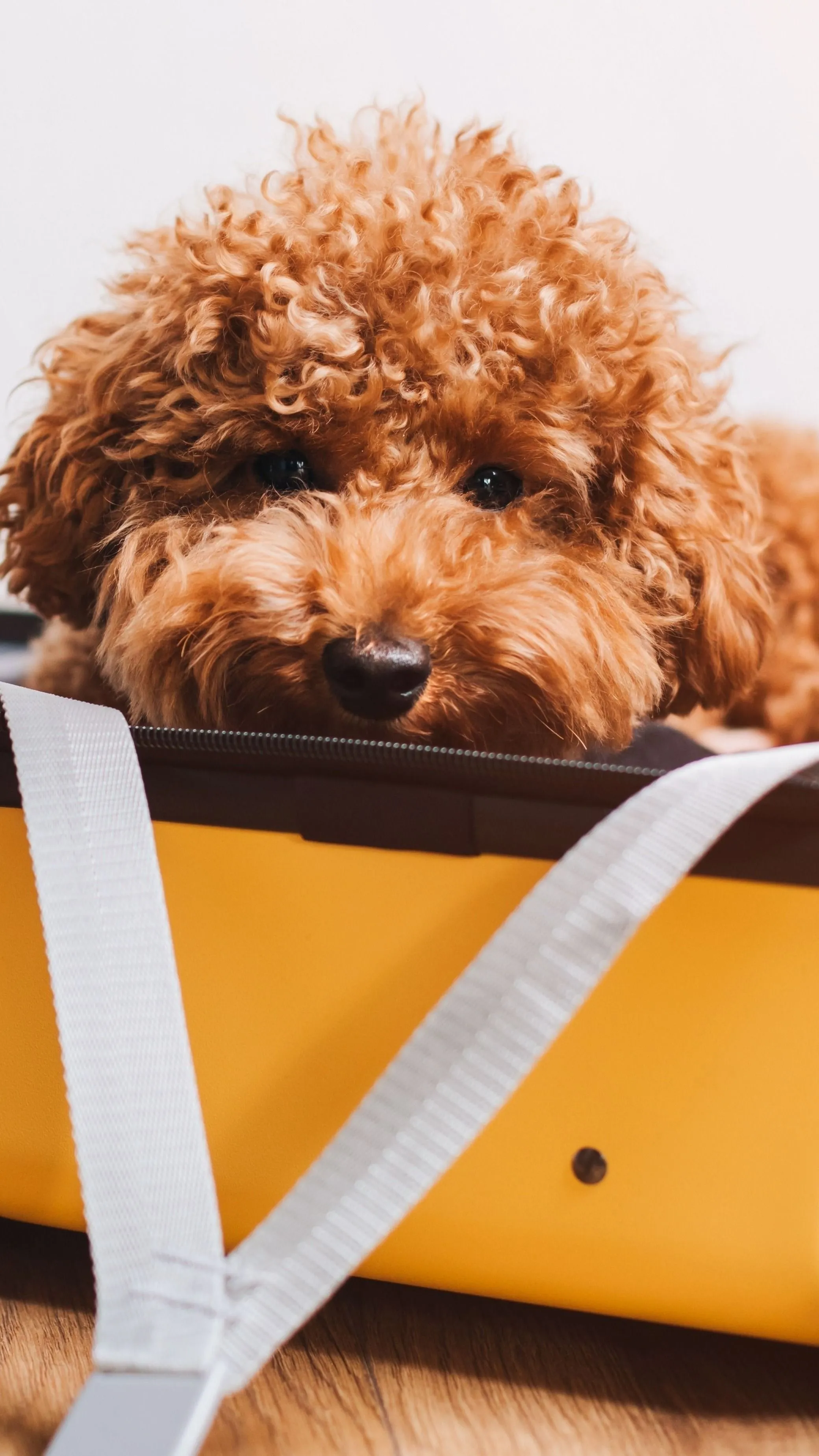 Egy új tablettától tovább élhetnek a kutyáink!