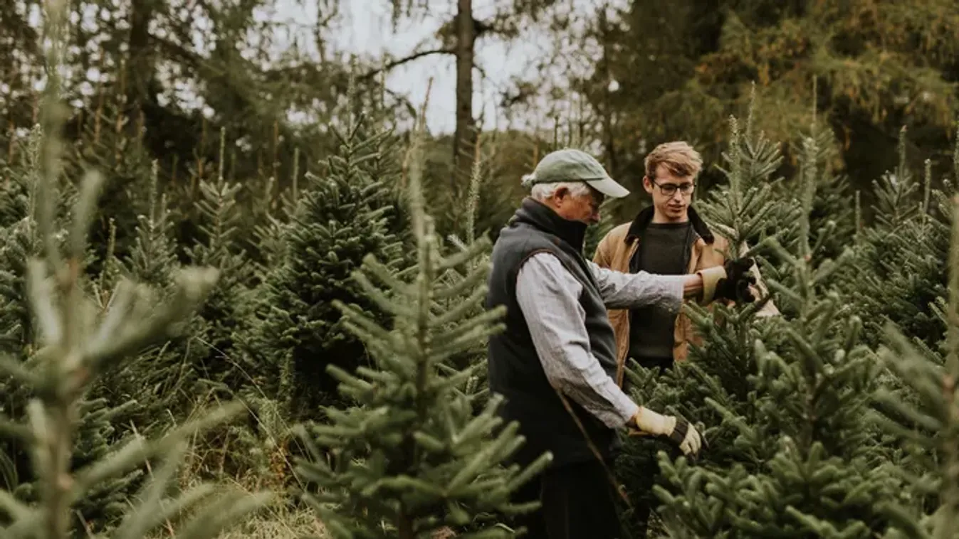 Mi alapján válasszunk fenyőt karácsonyra? Segítünk a döntésben!