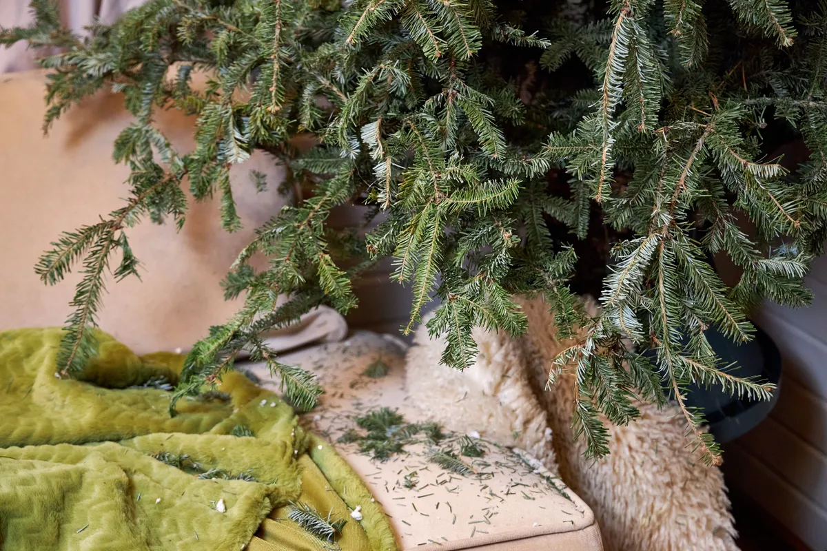 karácsonyfa lehullt tűlevelei egy ágyon.