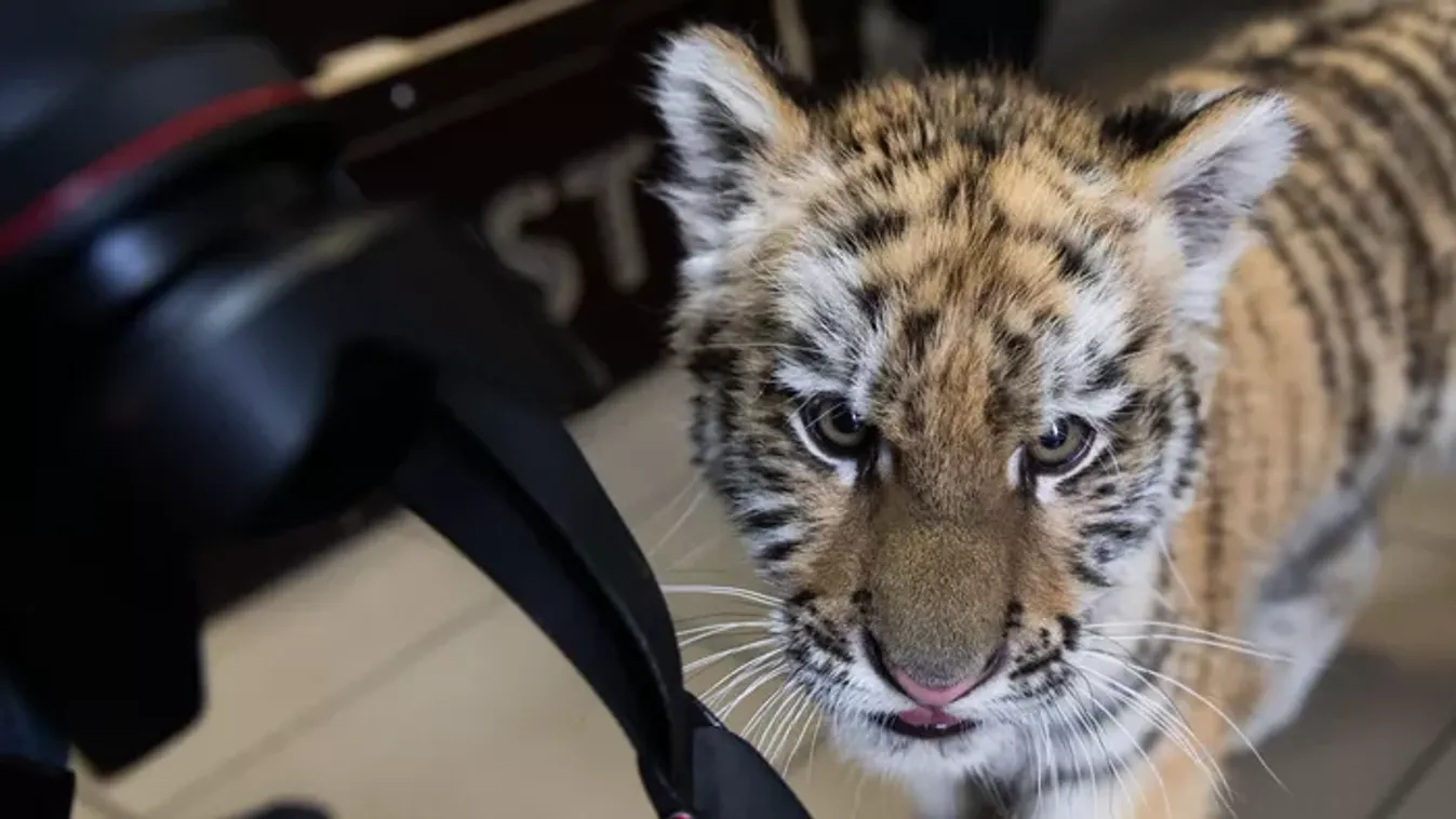 Emlékszel még a tiszafüredi kistigrisre? Most eldöntheted, mi legyen a neve!