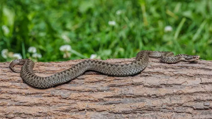 Több mérges kígyó észlelés is történt Magyarországon