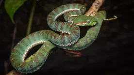 Erre te sem vagy felkészülve! Ezek a világ legveszélyesebb állatai – Nem azok, amikre gondolnál