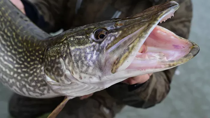 Lékhorgászat - Káprázatos csukákat foghatunk a jég alól