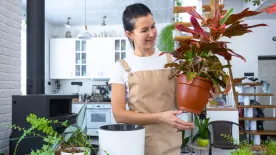 Gyakori hibák, amik elpusztítják a szobanövényeket télen