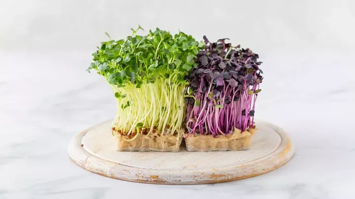 Mikrozöld: a pici növény, ami nagy egészségbombát rejt