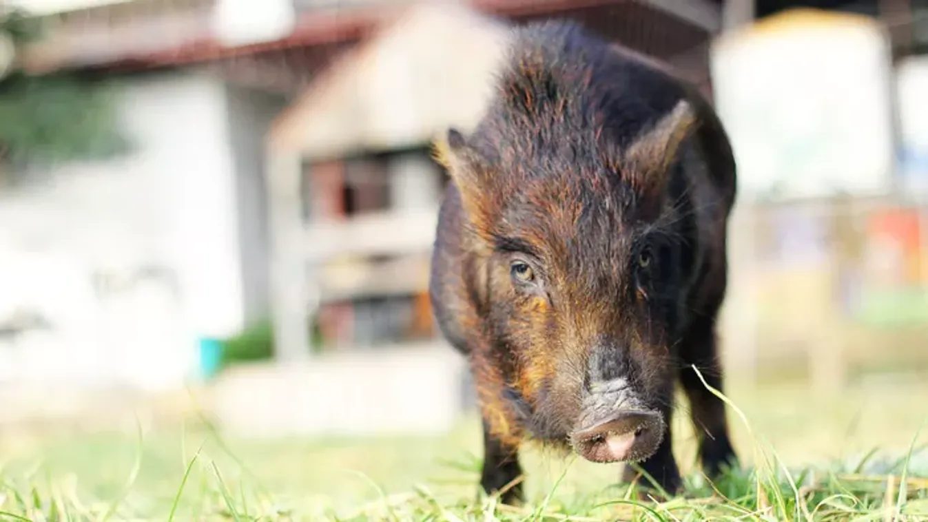 Vaddisznó elleni védekezés – 9 praktika, ami elűzheti az állatokat