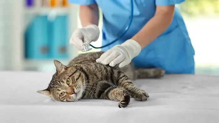 Kegyetlen hideg jön, így védd meg a háziállatod!