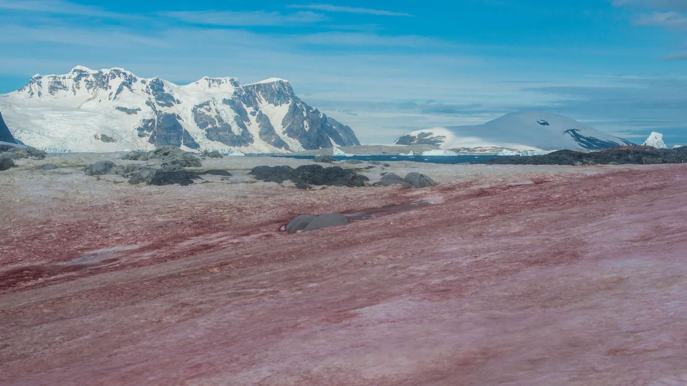 Piros hó az Antarktikán