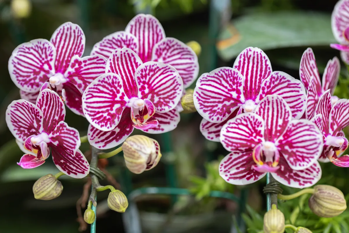 Virágzó csíkos orchideák, betartották a gazdái az orchidea gondozása során alkalmazott szabályokat. 