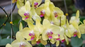 A titkos konyhai alapanyag, amitől álomszerűen virágzik majd az orchidea
