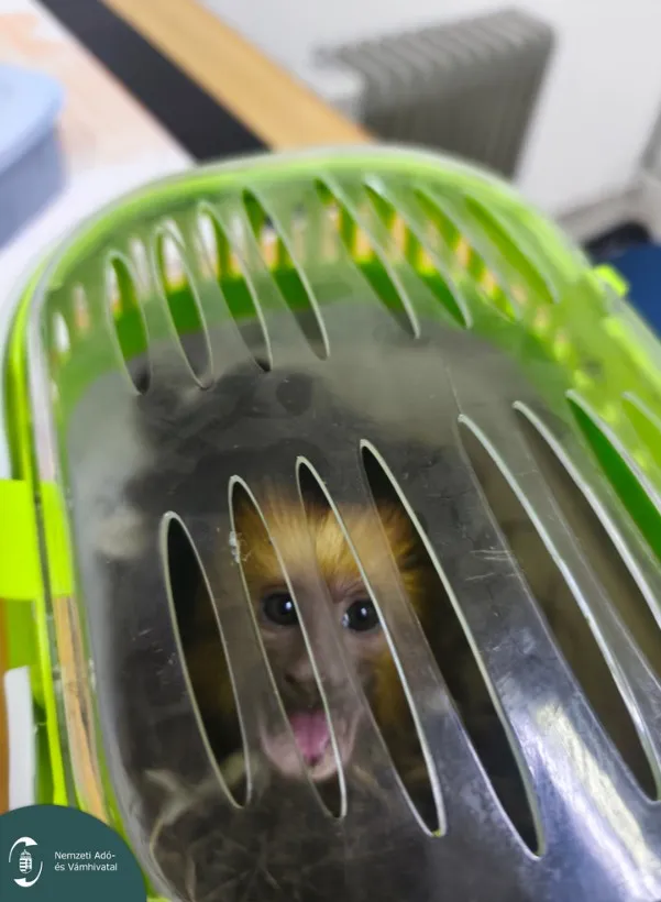 aranyfejű oroszlánmajom