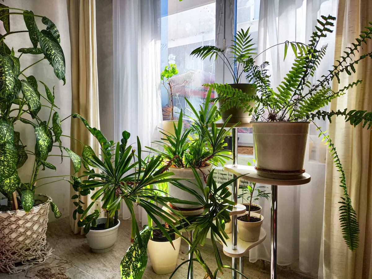 A szobanövény gondozása télen is fontos.