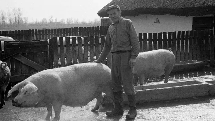 Ínycsiklandó retró disznótoros kvíz – Tedd magad próbára