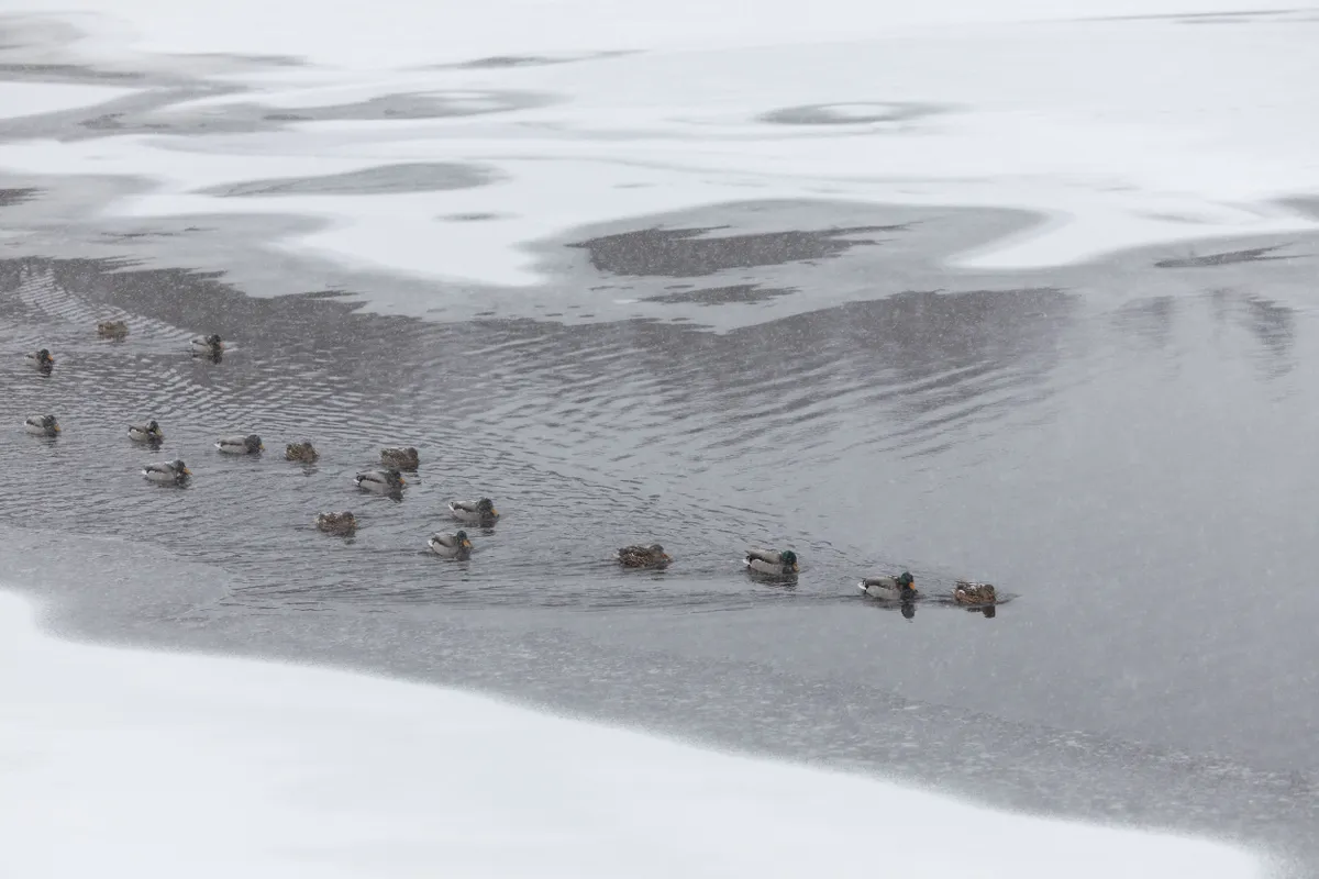 Hihetetlen hőmérsékletekről számoltak be Romániában