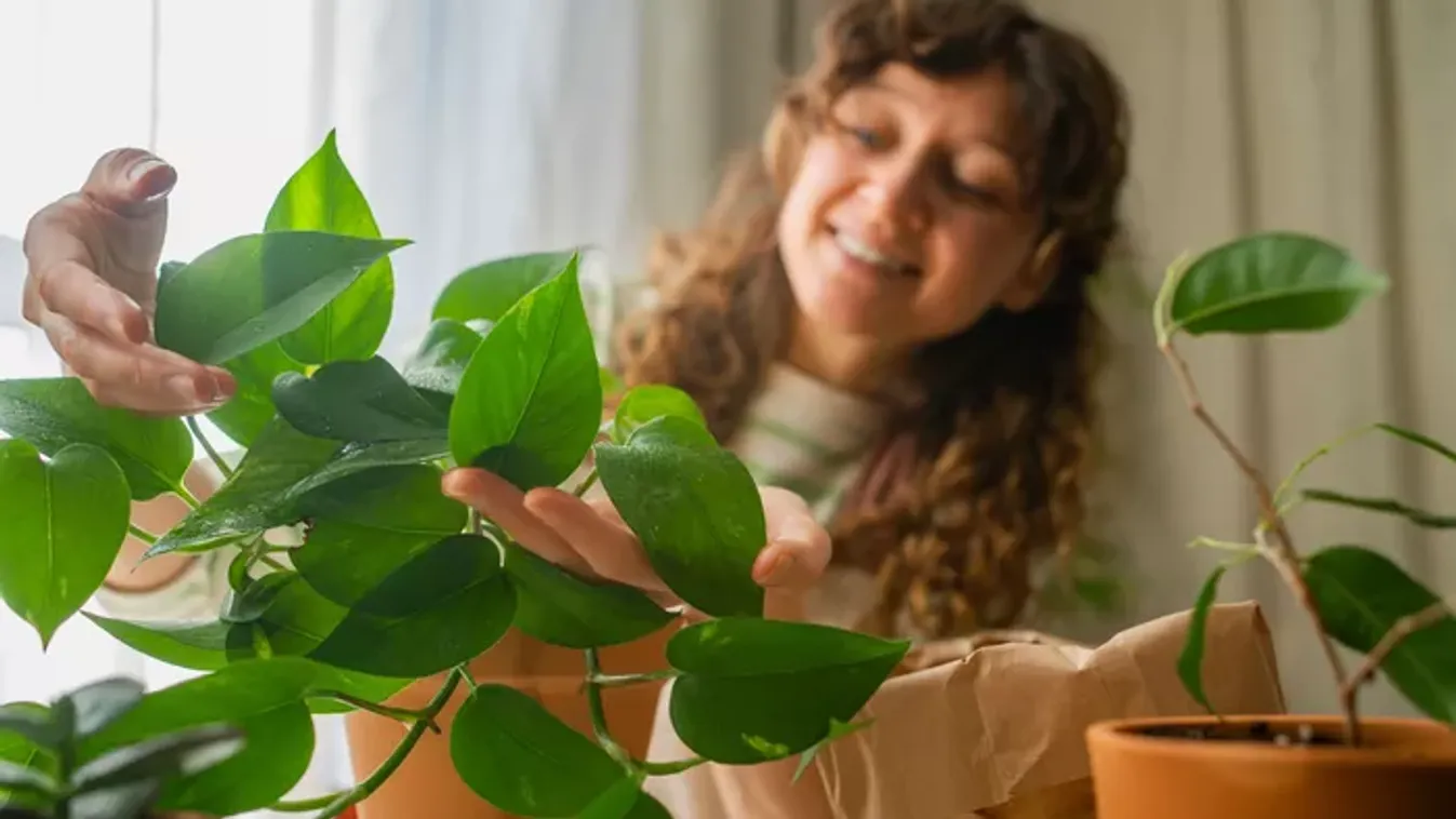 Ez az 5 szobanövény észrevétlenül tisztítja a lakás levegőjét