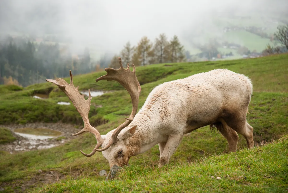 Szarvas az Aurach Vadasparkban, Tirolban.