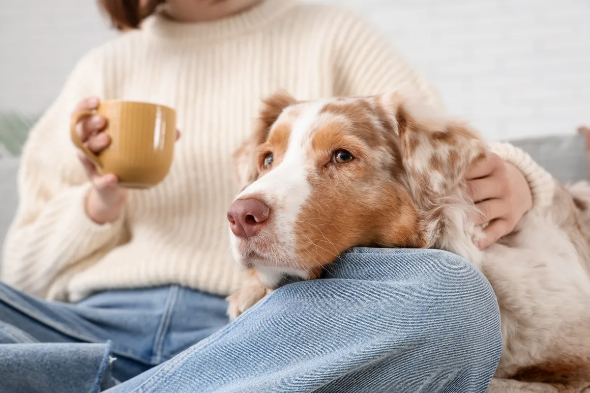 Egy kutya a gazdája lábán fekve