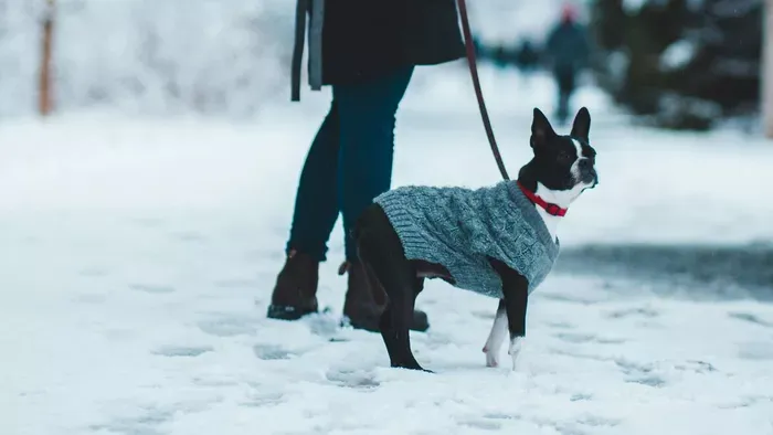 Vörös kód: így védd a kutyádat az extrém hidegben