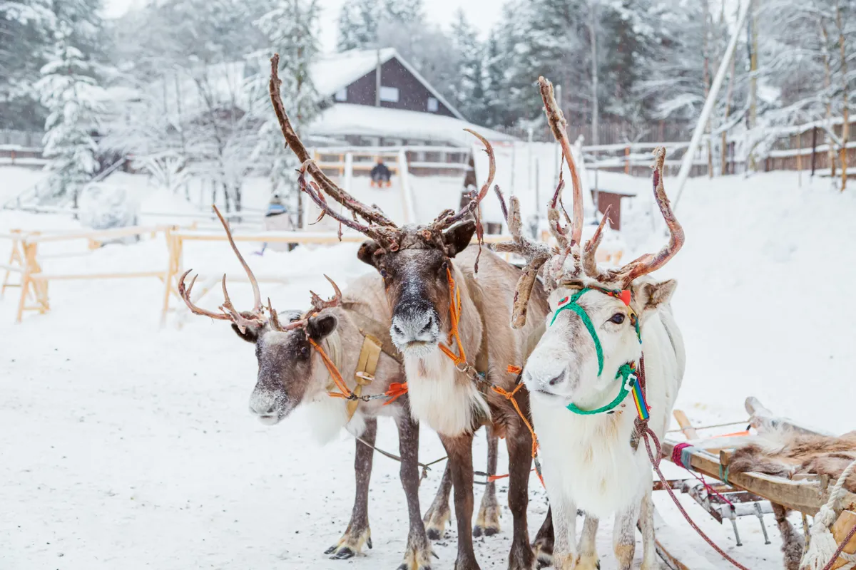 A bakancslistás téli élmények egyike a rénszarvas-szánozás.