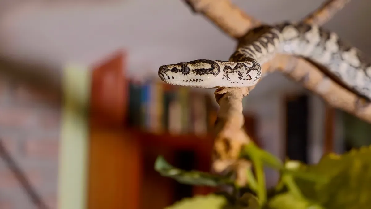 szőnyegmintás piton otthoni környezetben.