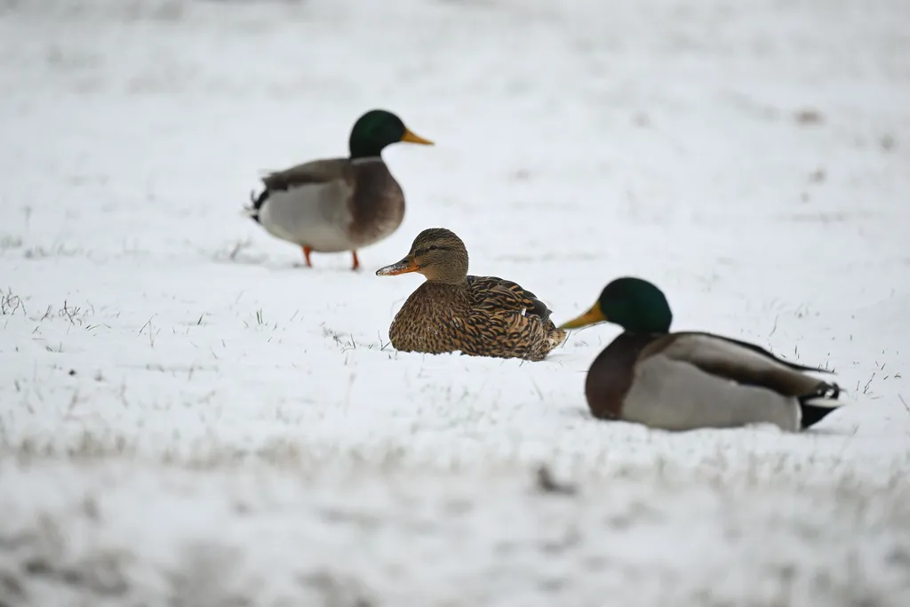 mesés a rideg telet a magyar erdőkben 
