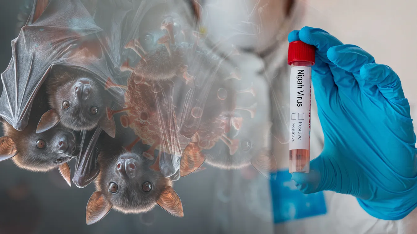 Tényleg egy új világjárvány küszöbén állunk? Ezt lehet tudni a Nipah-vírusról