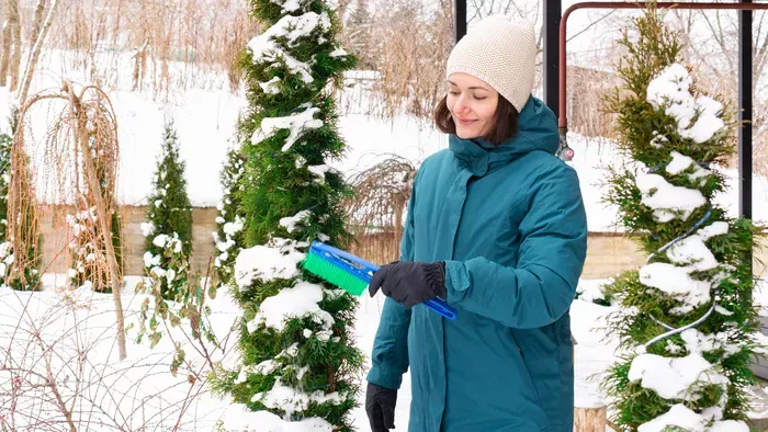 Így védd meg a tujákat télen a kipusztulás