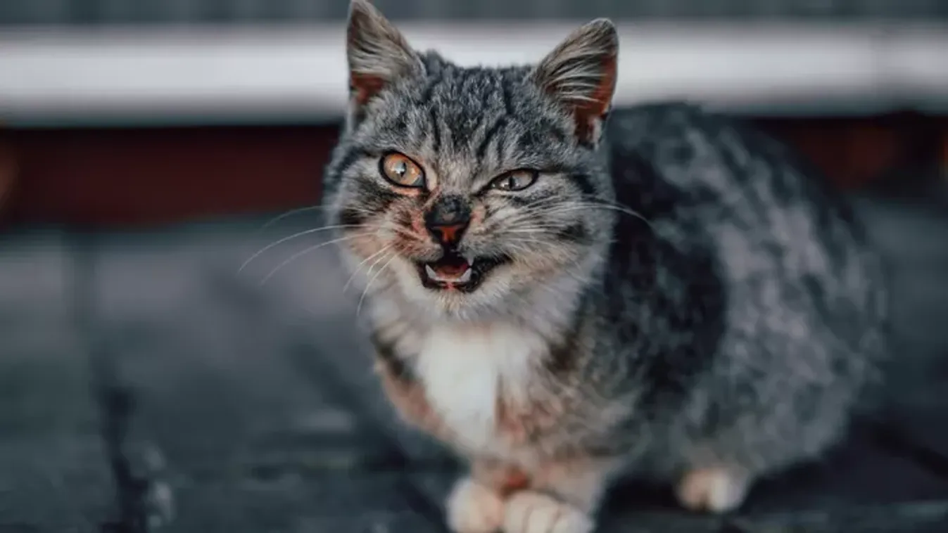 A macskád tényleg árt a mentális egészségednek?