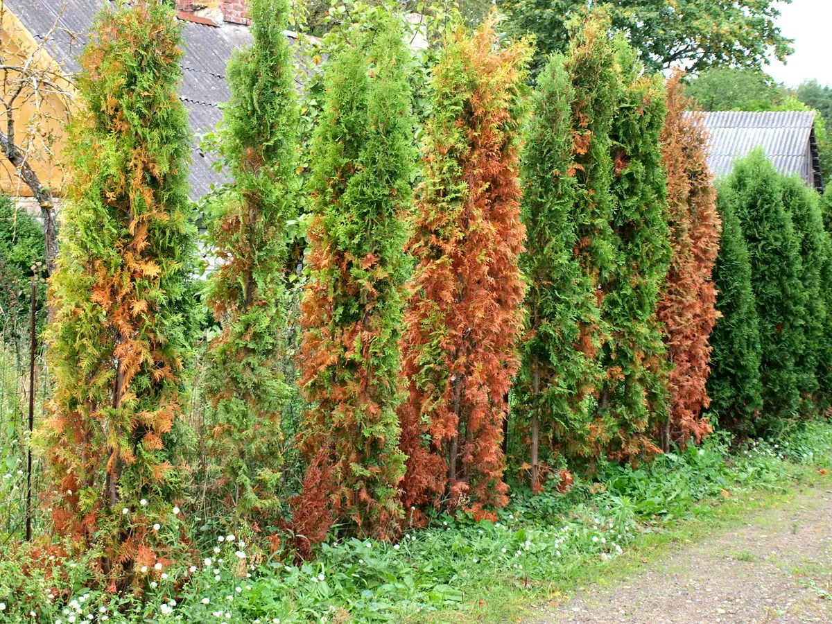 A tuja téli védelme fontos, hogy elkerüld a fenyők barnulását.