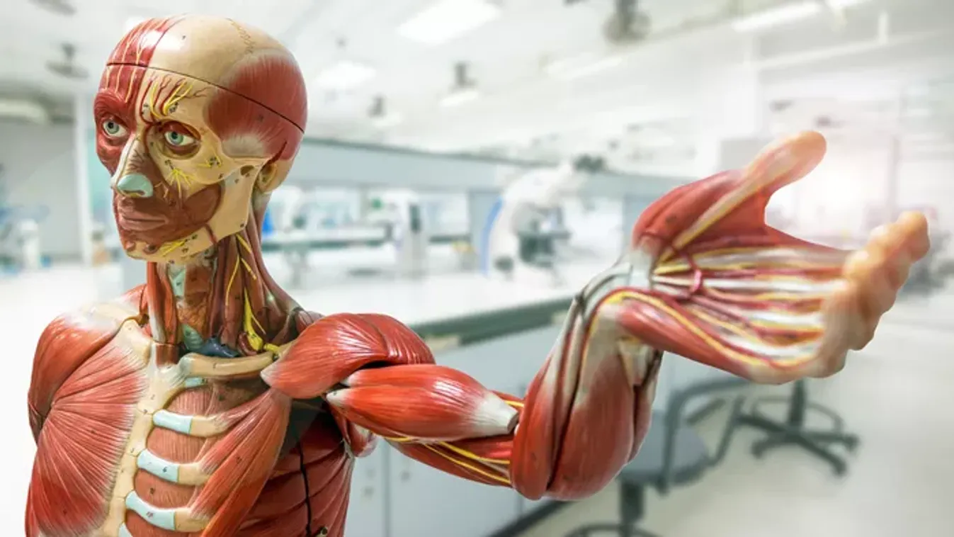 Kvíz: ezeknél az orvosi kifejezéseknél sokan elvéreznek – Te mennyire vagy képben?