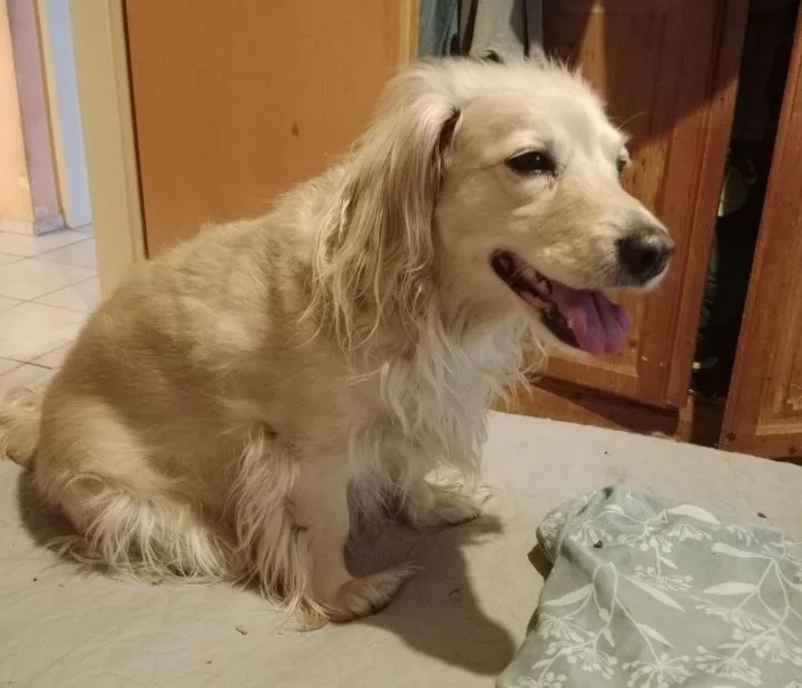 Stefannal együtt Szindi kutyus is meghalt