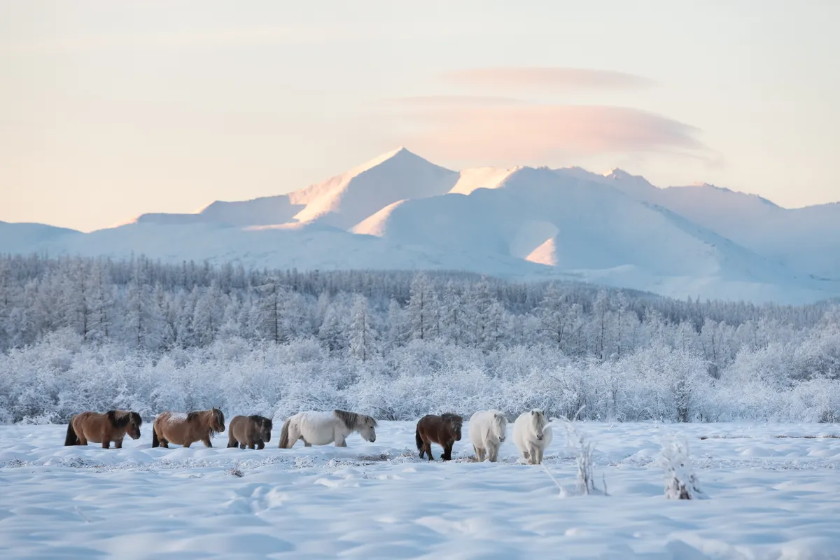 Jakut lovak Jakutföld téli vidékén.