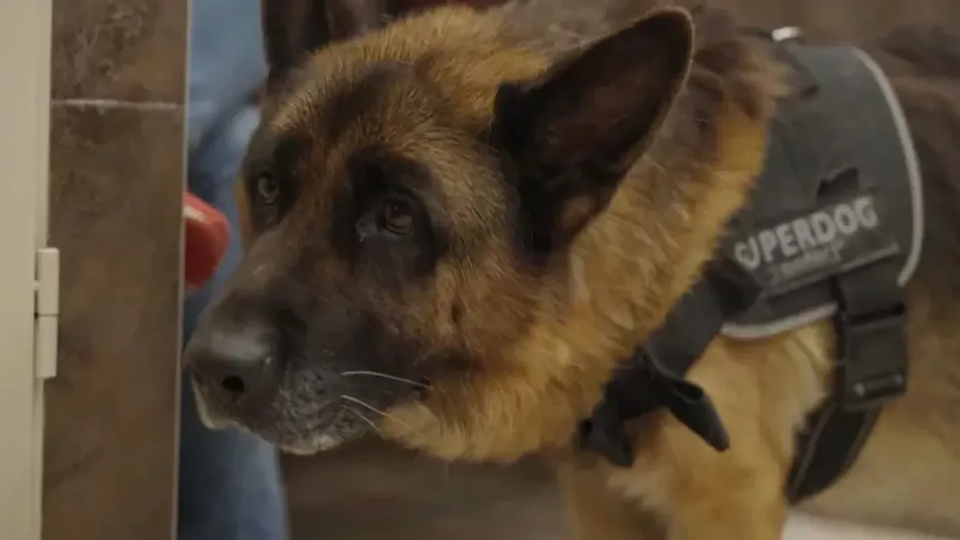 Vészhelyzet az állatkórházban: ez volt a gyönyörű németjuhász utolsó esélye