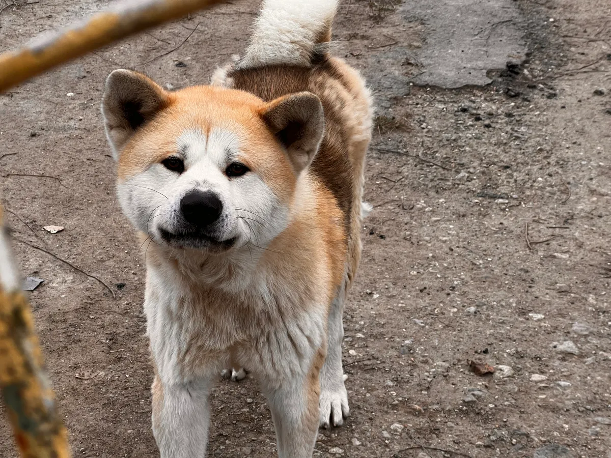 2026.01.02.Sátoraljaújhelyi vonatbaleset