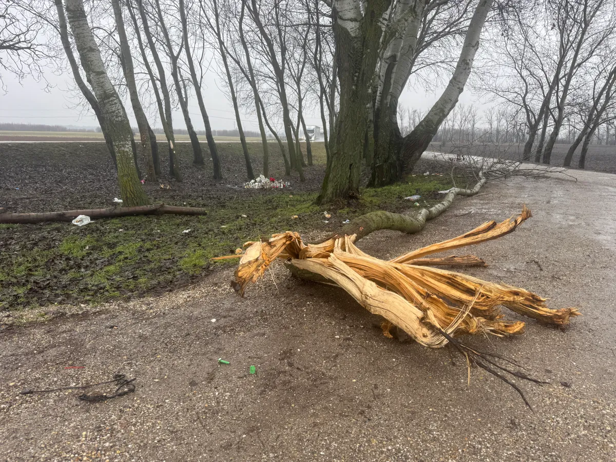 Jákli Mónika balesetének helyszíne, kidőlt fa
