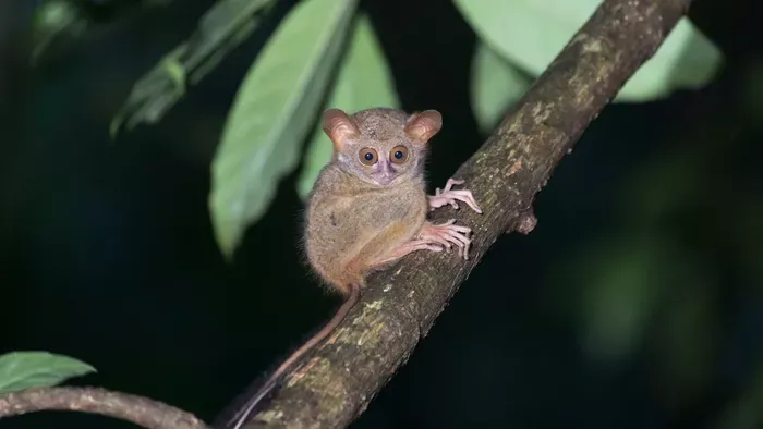 Kőkemény műveltségi kvíz a legkülönlegesebb állatokról