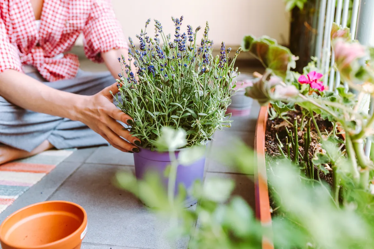 Egy nő cserepes levendula ültetés közben az erkélyen.