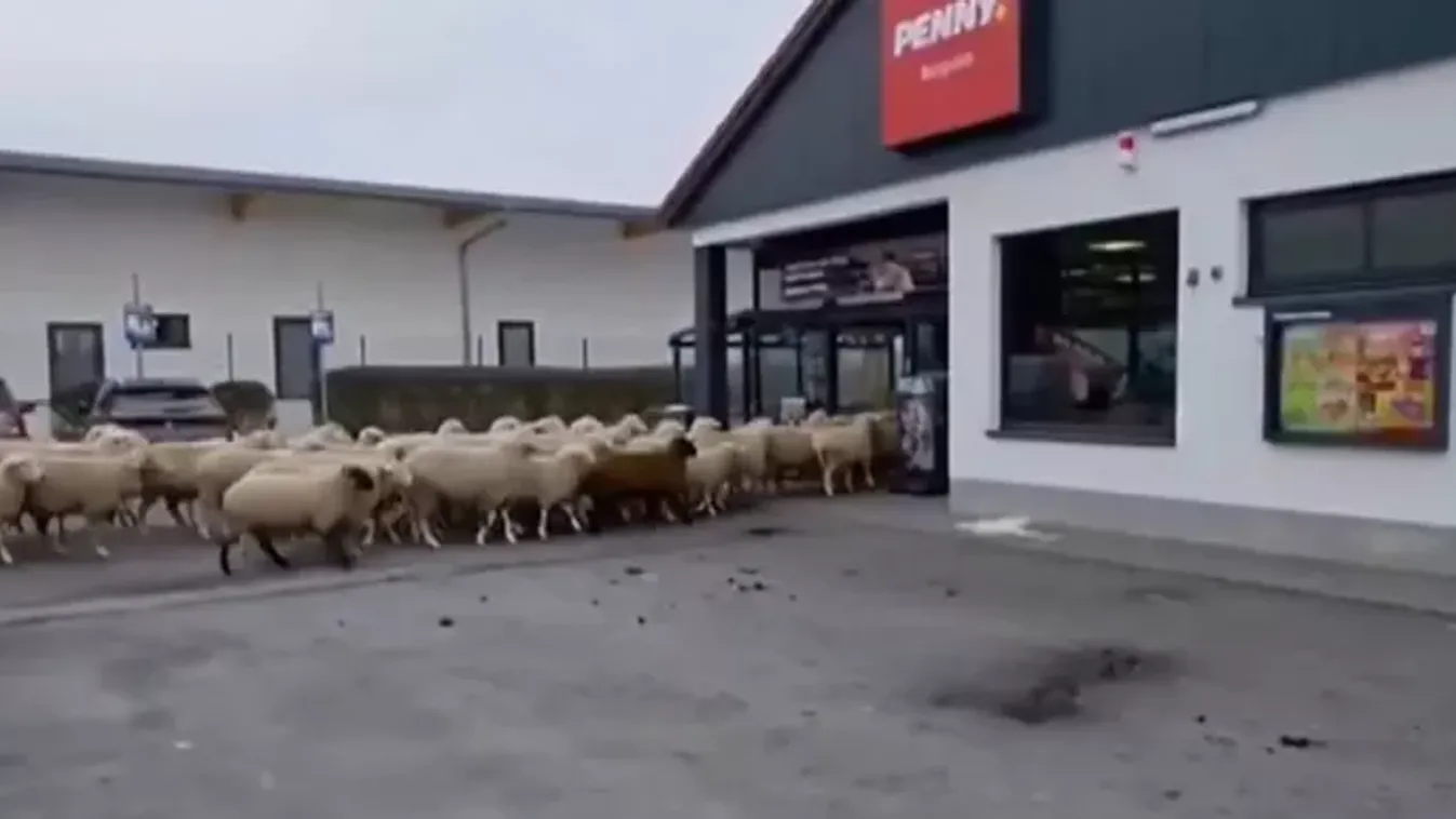 Birkanyáj rohamozta meg a Penny-t: videón a káosz