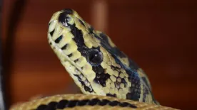 Sokkoló: így élte túl a kismama, hogy éjjel egy óriáskígyó mászott a mellkasára