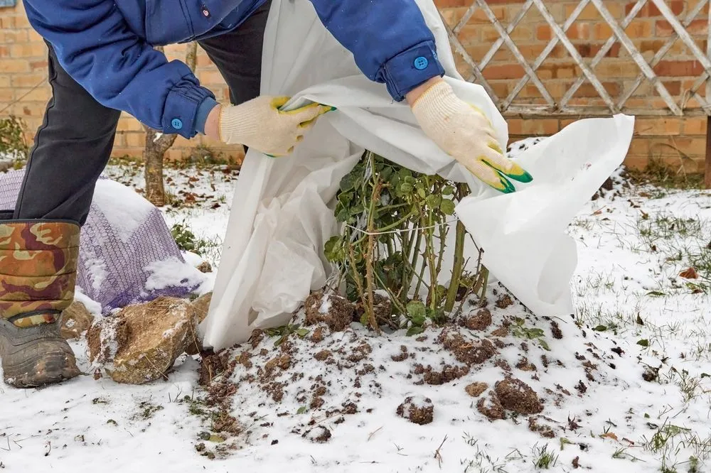 Növénygondozás fagyban